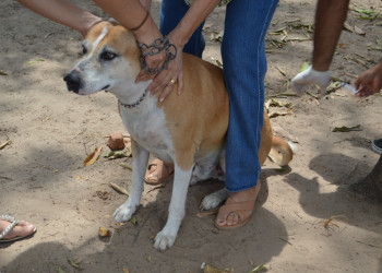 FMS atinge mais de 80% da vacinação de cães e gatos nas zonas rural Norte e Leste de Teresina