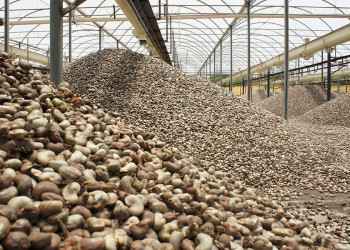 Piauí é o estado brasileiro com maior queda na produção de castanha de caju em 2025, diz IBGE