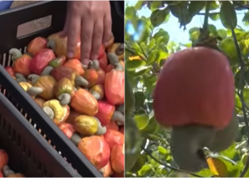 Caju-anão precoce: variedade apresenta alto potencial produtivo e é cultivada por agricultores de Jaicós-PI