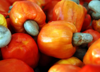 Safra de castanha de caju deve crescer quase 120% no Piauí em 2026