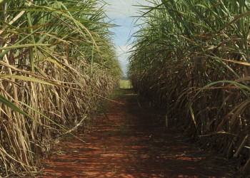 Safra de cana-de-açúcar deve crescer 4,7% em relação ao ano de 2025