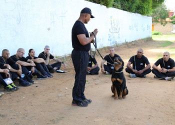 PM-PI abre inscrições para treinamento para atuação com cães policiais