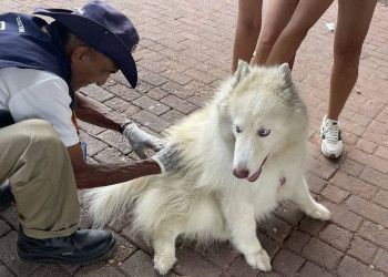 Vacinação contra raiva acontece nas zonas Sul e Sudeste de Teresina neste sábado (29); veja locais