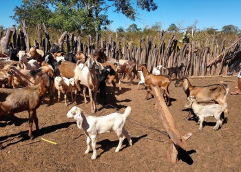 Morte repentina de mais de 100 animais é investigada no Piauí; casos foram registrados após aplicação de vacinas