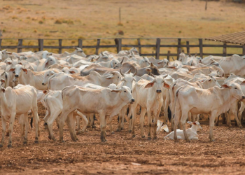 Ministério da Agricultura e Pecuária suspende lote de vacinas após morte de 200 animais no Piauí