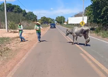 Em três dias, PRF recolhe mais de 50 animais soltos às margens de rodovias no Piauí