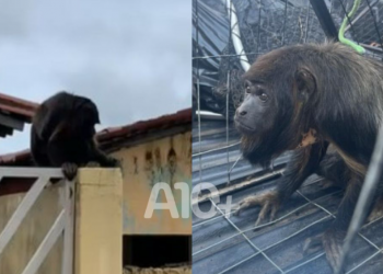 Policiais resgatam macaca bugio que vivia em área residencial e era alimentada por moradores no Piauí