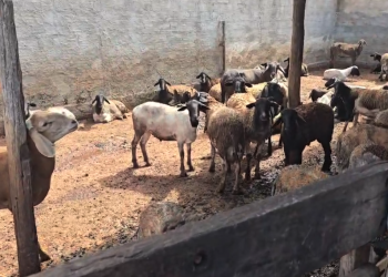 Abatedouro clandestino de animais em Teresina é fechado após operação realizada pela SADA e ADAPI
