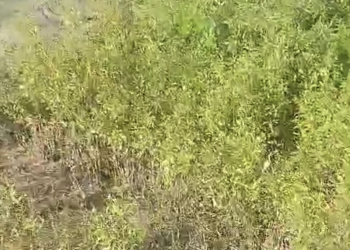 Corpo em estado de decomposição é encontrado em matagal na zona Leste de Teresina