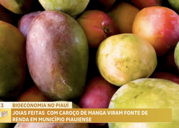 Bioeconomia no Piauí: joias feitas com caroço de manga viram fonte de renda em município piauiense; VÍDEO!
