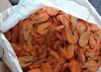 PRF apreende mais de 1,3 tonelada de pescado impróprio para consumo em ônibus na BR-343, no Piauí