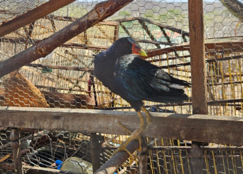 Aves ameaçadas de extinção são resgatadas em ação da Polícia Militar no interior do Piauí