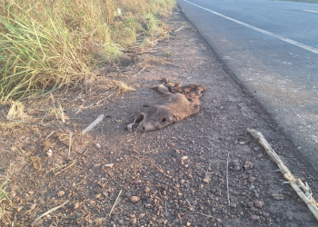 Semarh realiza vistoria na PI-112 após série de atropelamentos de animais silvestres e reforça fiscalização no trecho