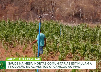 Hortas comunitárias incentivam alimentação saudável e geração de renda no Piauí