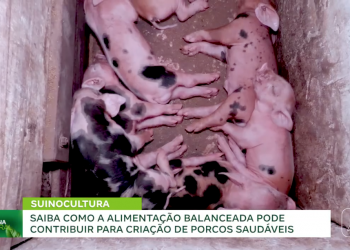 Alimentação balanceada melhora criação e saúde dos porcos no Piauí