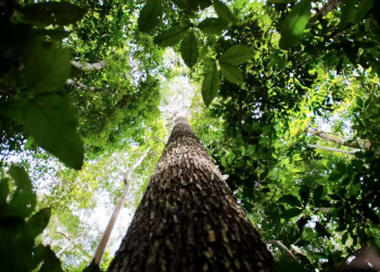 Entenda fundo de preservação de florestas lançado por Lula, que ainda tem poucos investidores