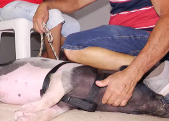 Conheça a história de Totó: o porco que trocou o chiqueiro pela cerâmica e foi adotado como pet em Teresina; VÍDEO!