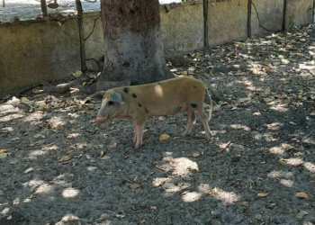 Piauí é um dos primeiros estados a concluir levantamento nacional sobre presença de javalis