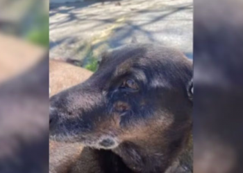 O que pode acontecer com os adolescentes suspeitos de matar o cão Orelha