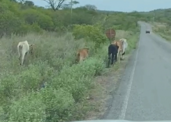 Homem é autuado pela PM por manter animais soltos na pista no interior do Piauí