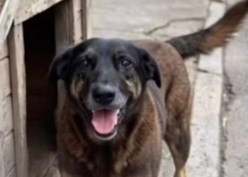 Justiça ordena que redes excluam informações sobre adolescentes suspeitos de matar cão Orelha