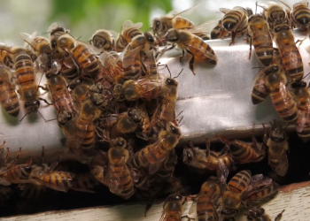 Pesquisa no Piauí desenvolve medicamento com veneno de abelha e canabidiol para ajudar no tratamento do Parkinson
