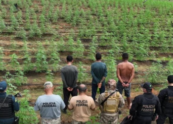 Mais de 35 mil pés de maconha são encontrados durante operação no interior do Piauí; três pessoas são presas