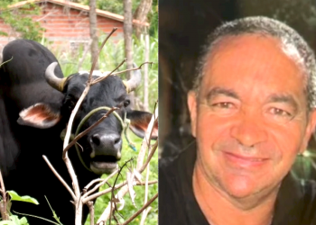 Empresário morre após ser atacado por boi de estimação em Teresina; moradores temem novos ataques