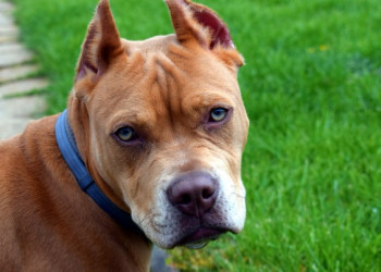 Adolescente de 13 anos fica gravemente ferido após ataque de pitbull no Piauí; animal matou outros dois cães