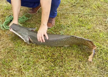 Criação de pirarucu cresce no interior do Piauí e se destaca como atividade rentável; peixe pode pesar até 200kg