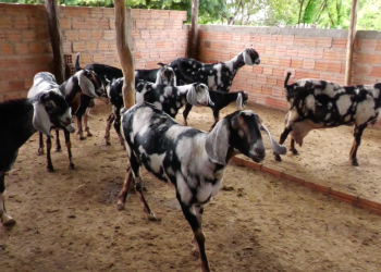 Criação de cabras anglo-nubianas impulsiona produção de leite e derivados no interior do Piauí; assista!