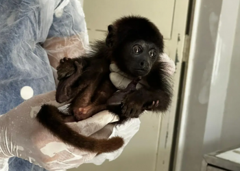 Filhote de bugio encontrado sozinho em estrada vicinal do Piauí é enviado para recuperação em Teresina