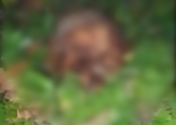 Crânio humano é encontrado em terreno baldio próximo a cemitério na zona Norte de Teresina