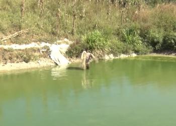 Produtor rural de Altos investe na piscicultura como alternativa de geração de renda; assista!