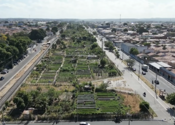 Há 39 anos, horta do Dirceu, em Teresina, gera renda e sustenta mais de 200 famílias com a agricultura; VÍDEO!