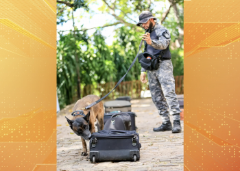 Cães farejadores reforçam ações da Guarda Municipal de Teresina no combate às drogas
