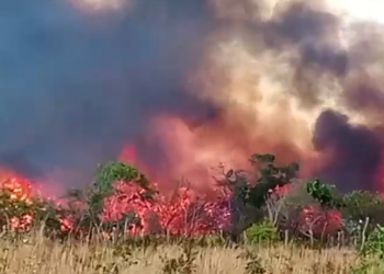 Corpo de Bombeiros combate incêndio em área de vegetação em Bom Jesus, Piauí; VÍDEO