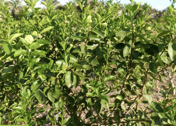 UFPI avalia mais de 500 plantas de limão para identificar resistência ao clima do Piauí; VÍDEO!