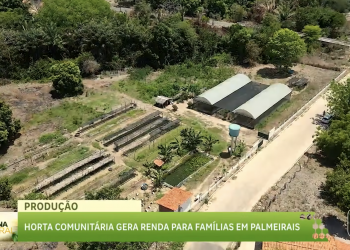 “Nós não somos nada sem essa terra”: horticultoras destacam importância de horta que sustenta 16 famílias em Palmeirais