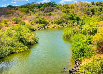 Desmatamento ilegal no Piauí registra queda de 67,9% no primeiro semestre de 2025