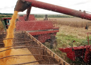 Soja e milho são responsáveis por cerca de 85% do valor total da produção agrícola do Piauí, diz IBGE