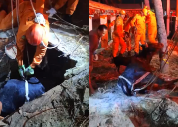 Vaca é resgatada por bombeiros após cair em fossa no litoral do Piauí; VÍDEO