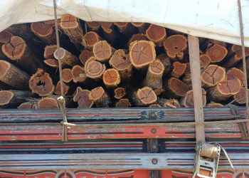 PRF apreende 35 m³ de carga irregular de madeira nativa na BR-316 em Picos, Piauí