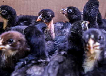 SAF beneficia famílias de agricultores com investimento em projetos de avicultura de galinhas canela-preta