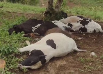 Mais de 610 animais já morreram após aplicação de vacina no Piauí e outros estados, diz Ministério; entenda