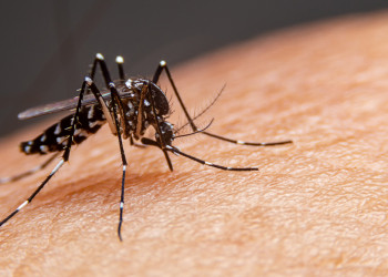 Teresina registra redução de 38% no número de casos de dengue em 2025, diz FMS