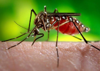 Teresina registra queda de 28% nos casos de dengue em 2025