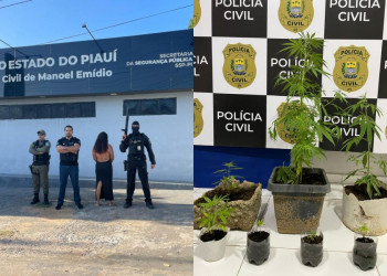 Mulher é presa por cultivar pés de maconha dentro de residência no Sul do Piauí