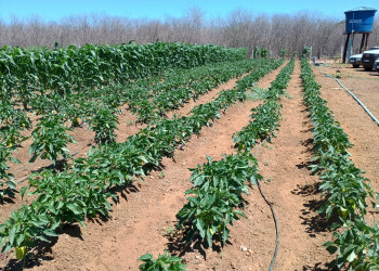 Projeto “Do Quintal à Mesa” leva inovação e mais produção para agricultores familiares do Piauí