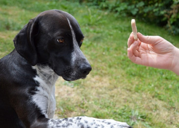 Câmara Municipal de Teresina discute lei que proíbe violência contra os animais durante adestramento